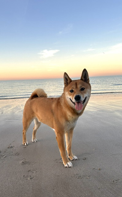 Yoshi the Shiba Inu, PhanDango's mascot, on the beach
